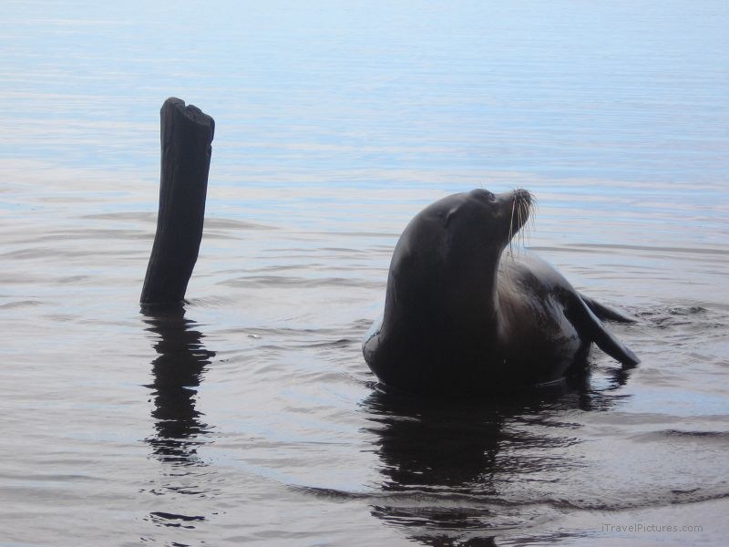 sea lion Galapagos pinniped pinnipeds stick